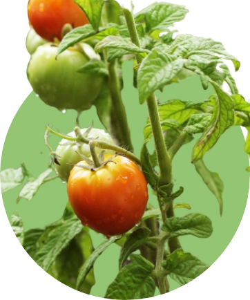 自然の恵み農園のトマト