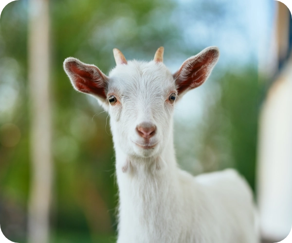 自然の恵み農園の山羊