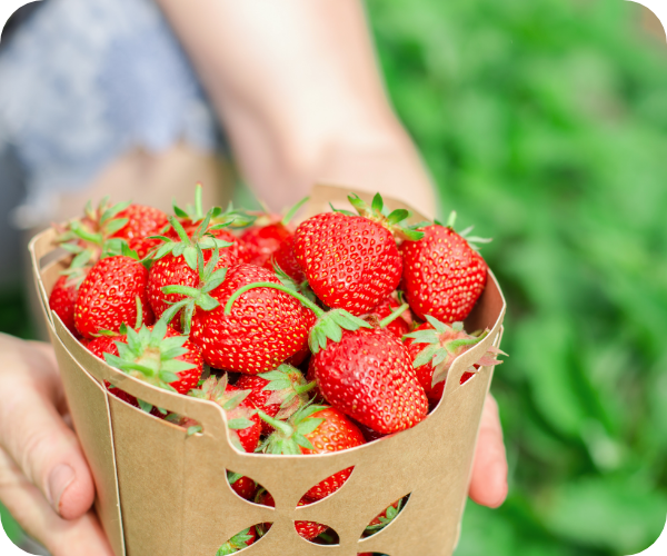 自然の恵み農園:農園で収穫した苺