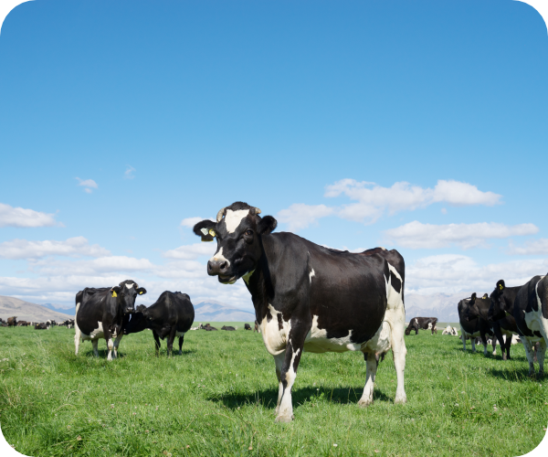 自然の恵み農園:牧場にいる牛たち