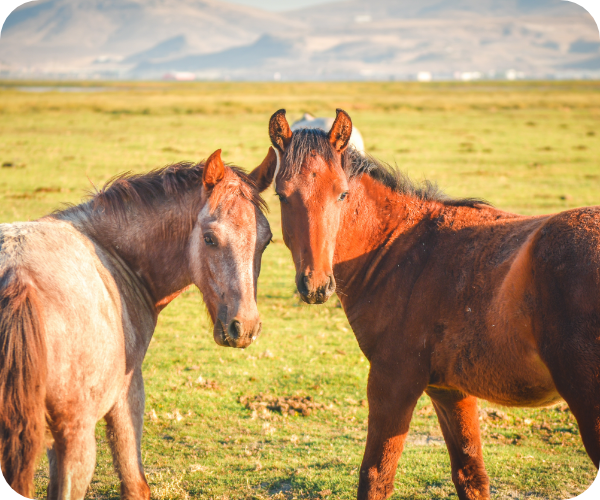自然の恵み農園の牧場にいる馬