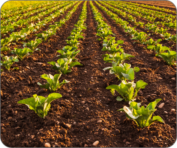 自然の恵み農園の畑